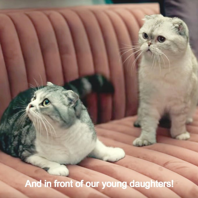 2 cats Olivia Benson and Meredith Gray (one of Taylor Swift's 3 cats) in MV ME!