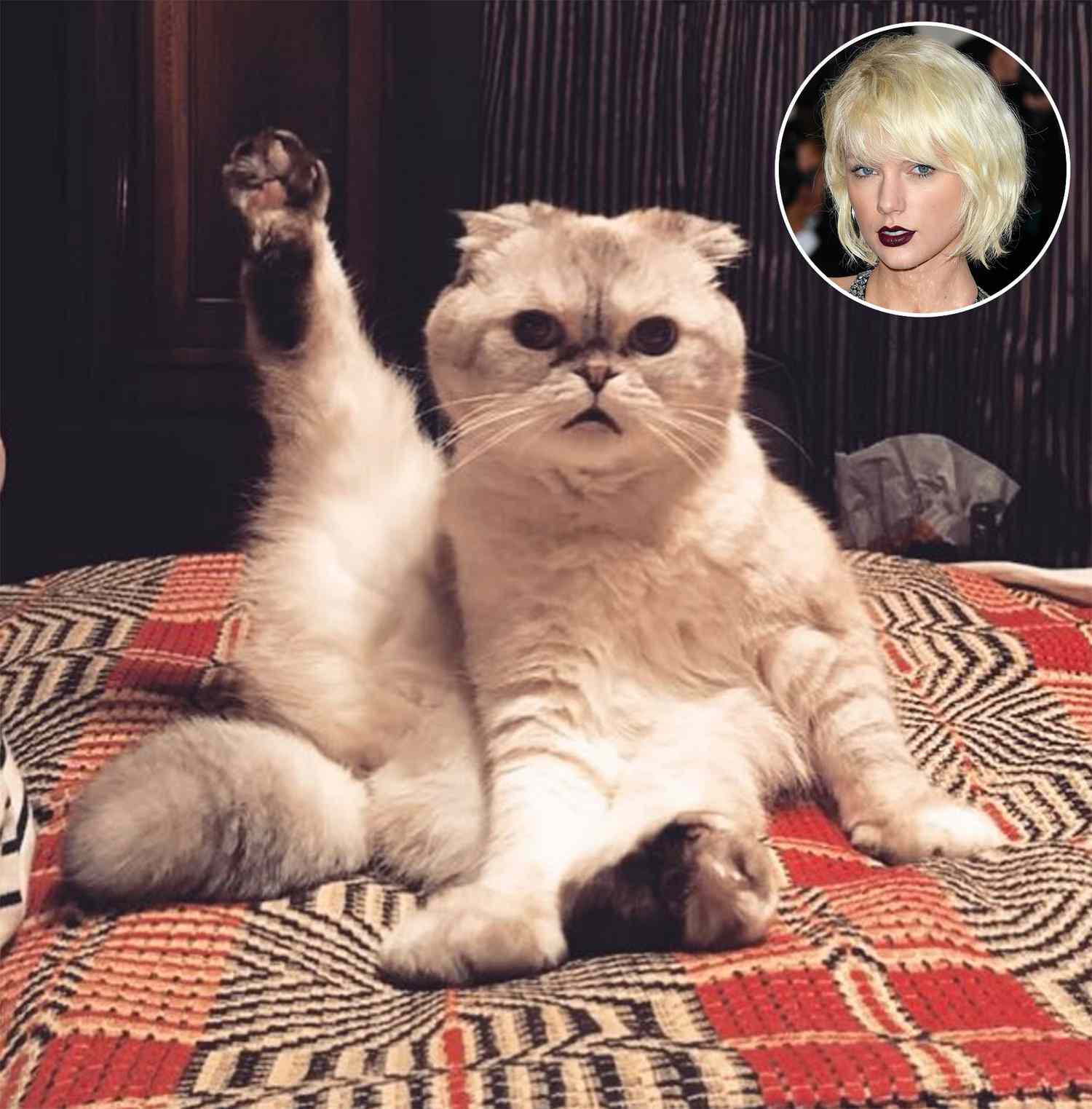 Taylor Swift's Cat Olivia Is Adorably Preparing for Her Tour