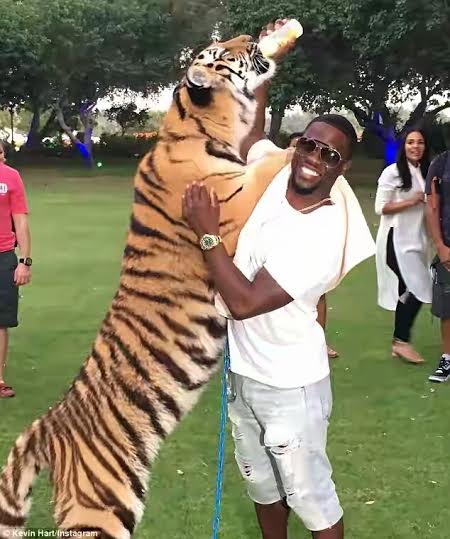TH? Kevin Hart plays with really big cats in Dubai (photos)