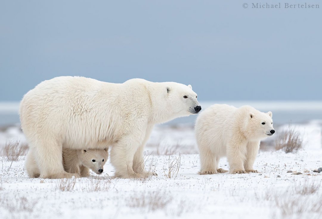 Polar Bear Photography Tours in Churchill Manitoba