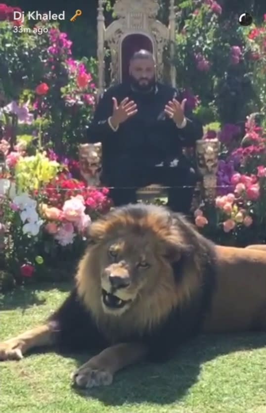 DJ Khaled Shot The 'Major Key' Album Cover With A Lion